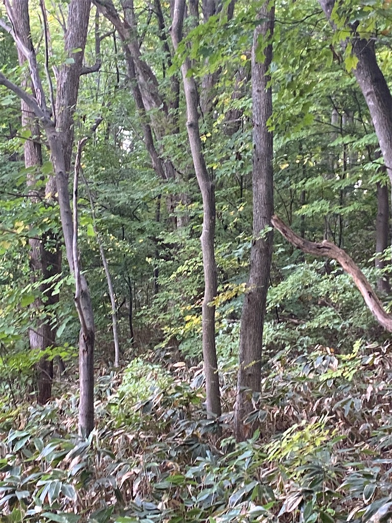 f:id:FST2:20201001010207j:image