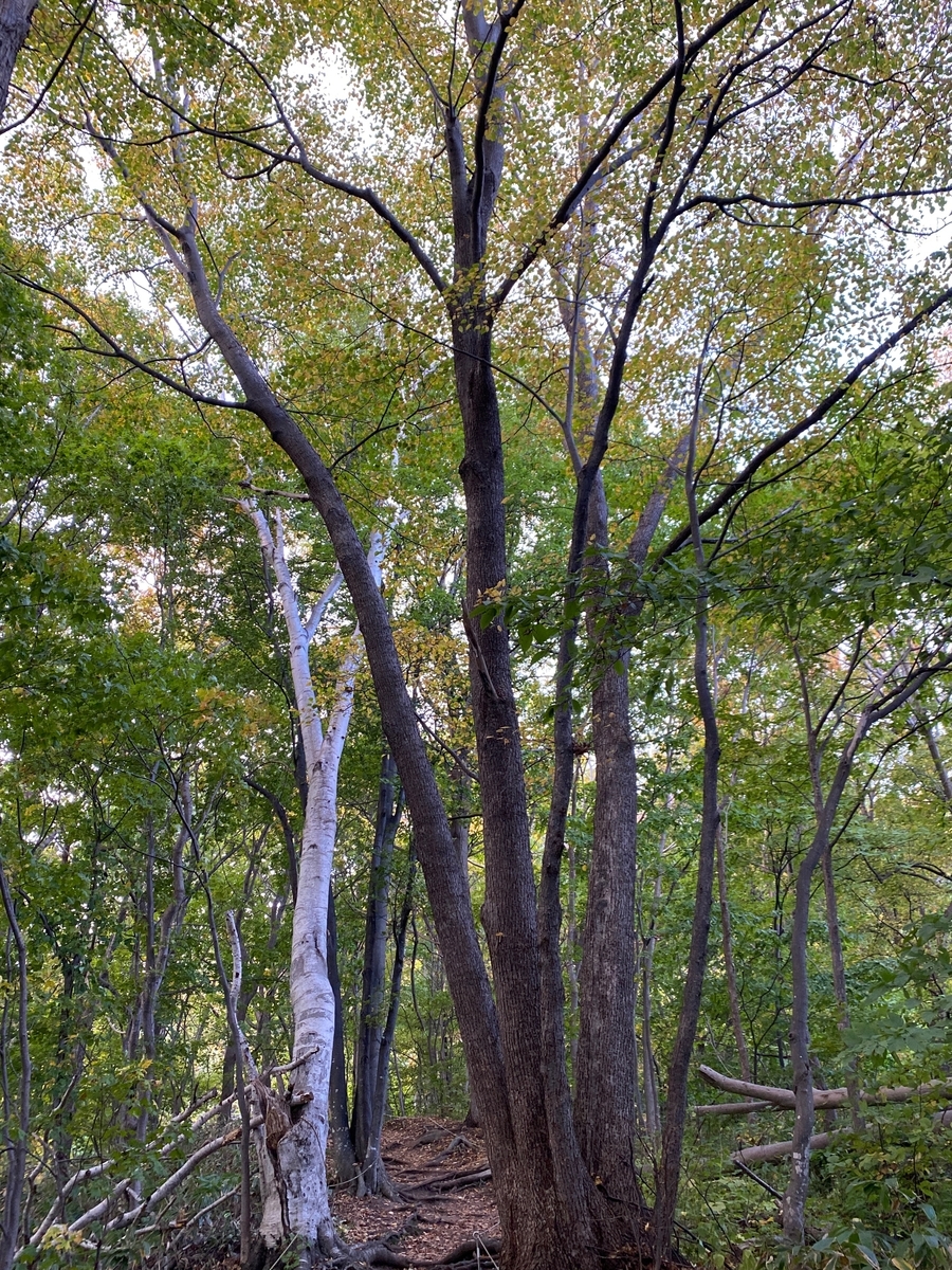 f:id:FST2:20201014180929j:plain