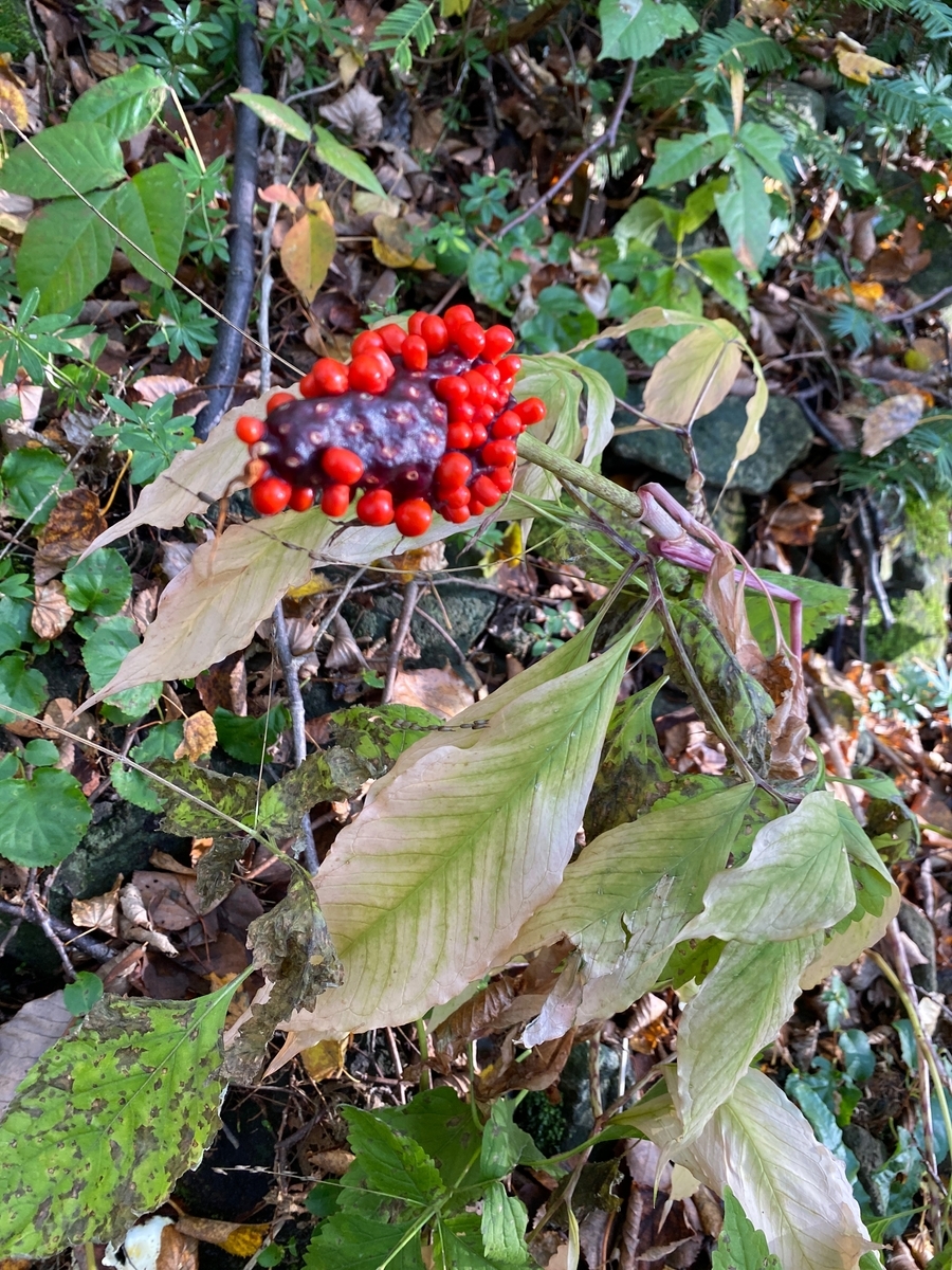 f:id:FST2:20201019163700j:plain