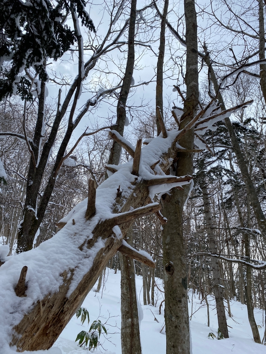 f:id:FST2:20210212202822j:plain