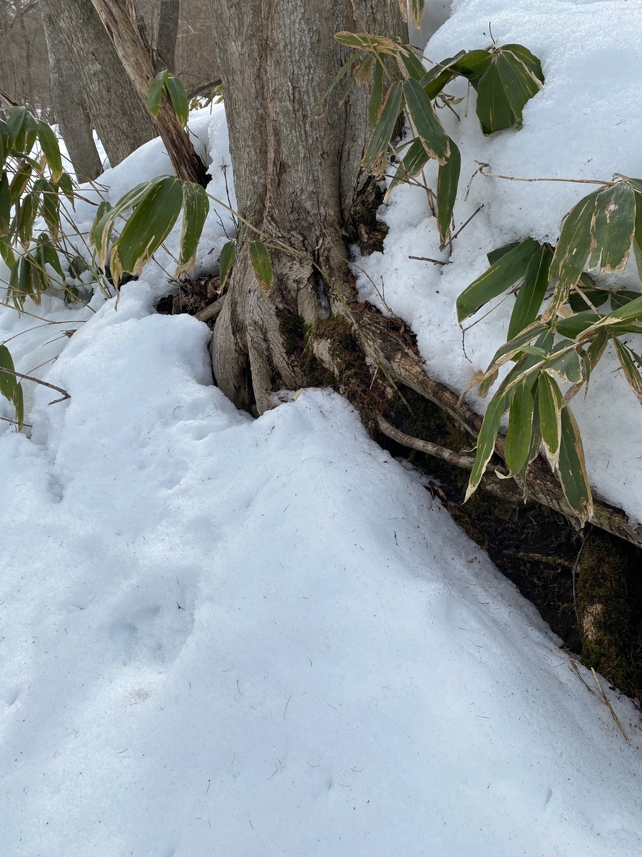 f:id:FST2:20210315210546j:plain