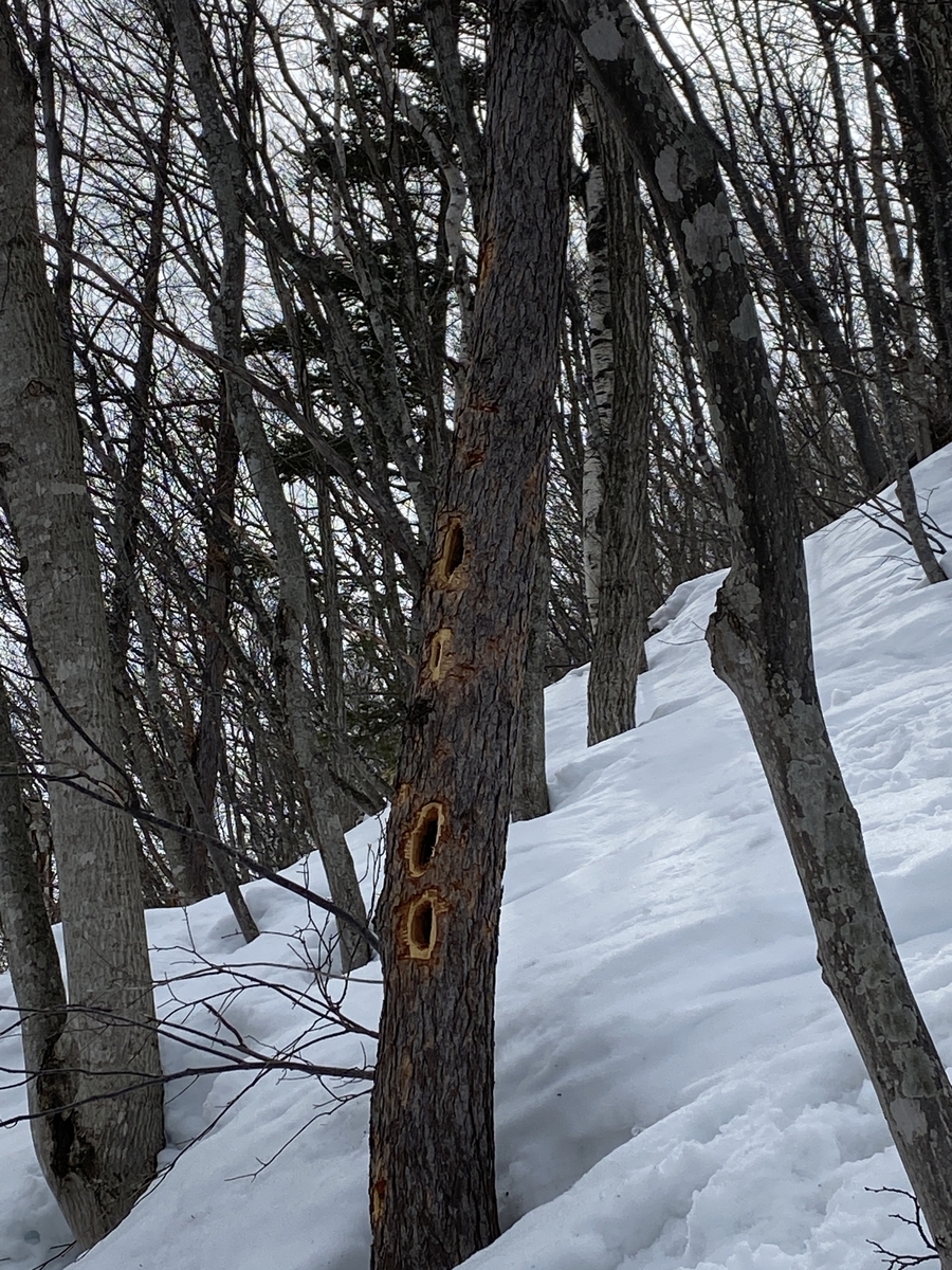 f:id:FST2:20210315211414j:plain