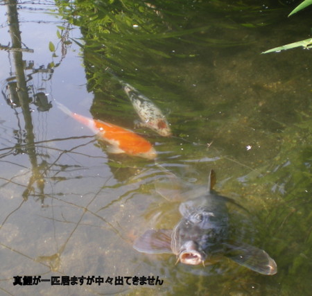 f:id:FUJIKA:20060620073859j:image