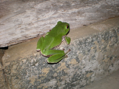 f:id:FUJIKA:20060621201546j:image:w640:left