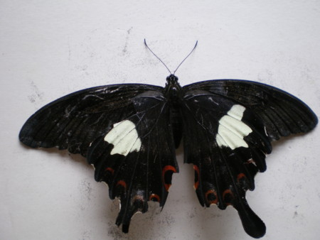 f:id:FUJIKA:20060622104905j:image:w640:left