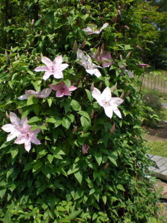f:id:FUJIKA:20160522111159j:image