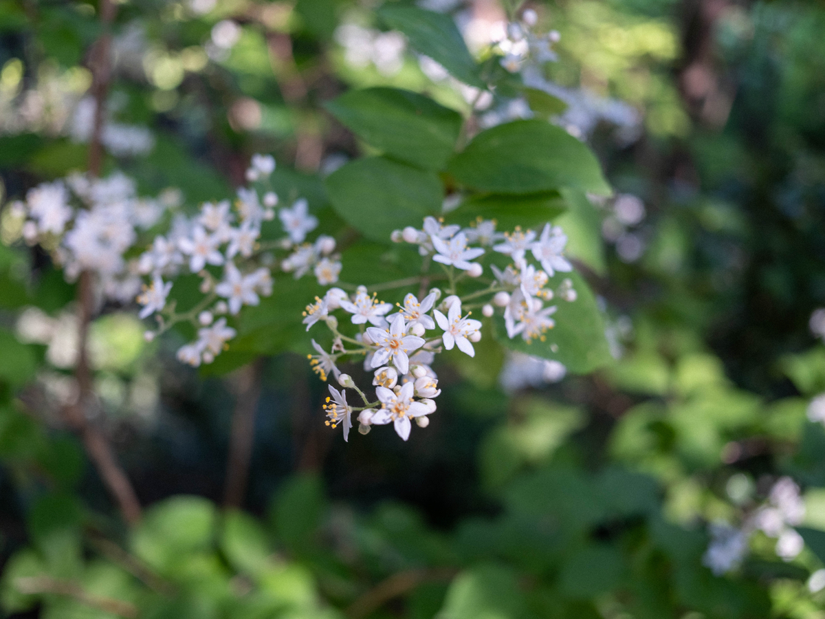 高尾山の植物