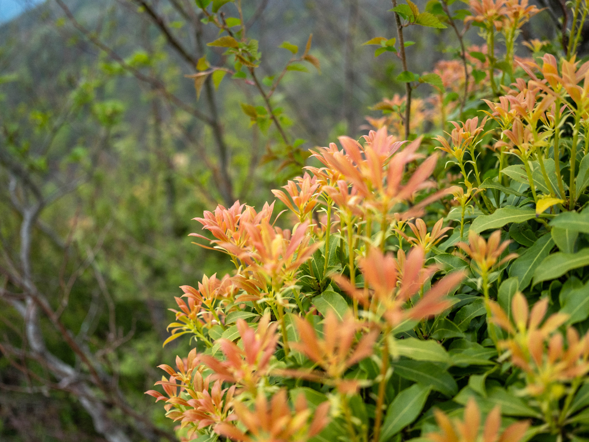 丹沢山の植物