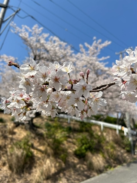 桜　種松山