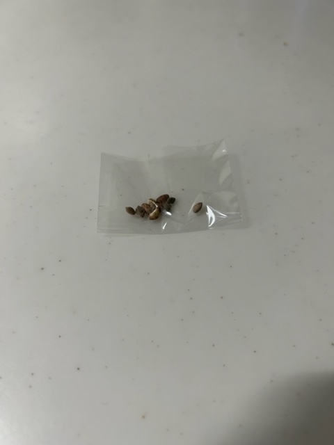 たね