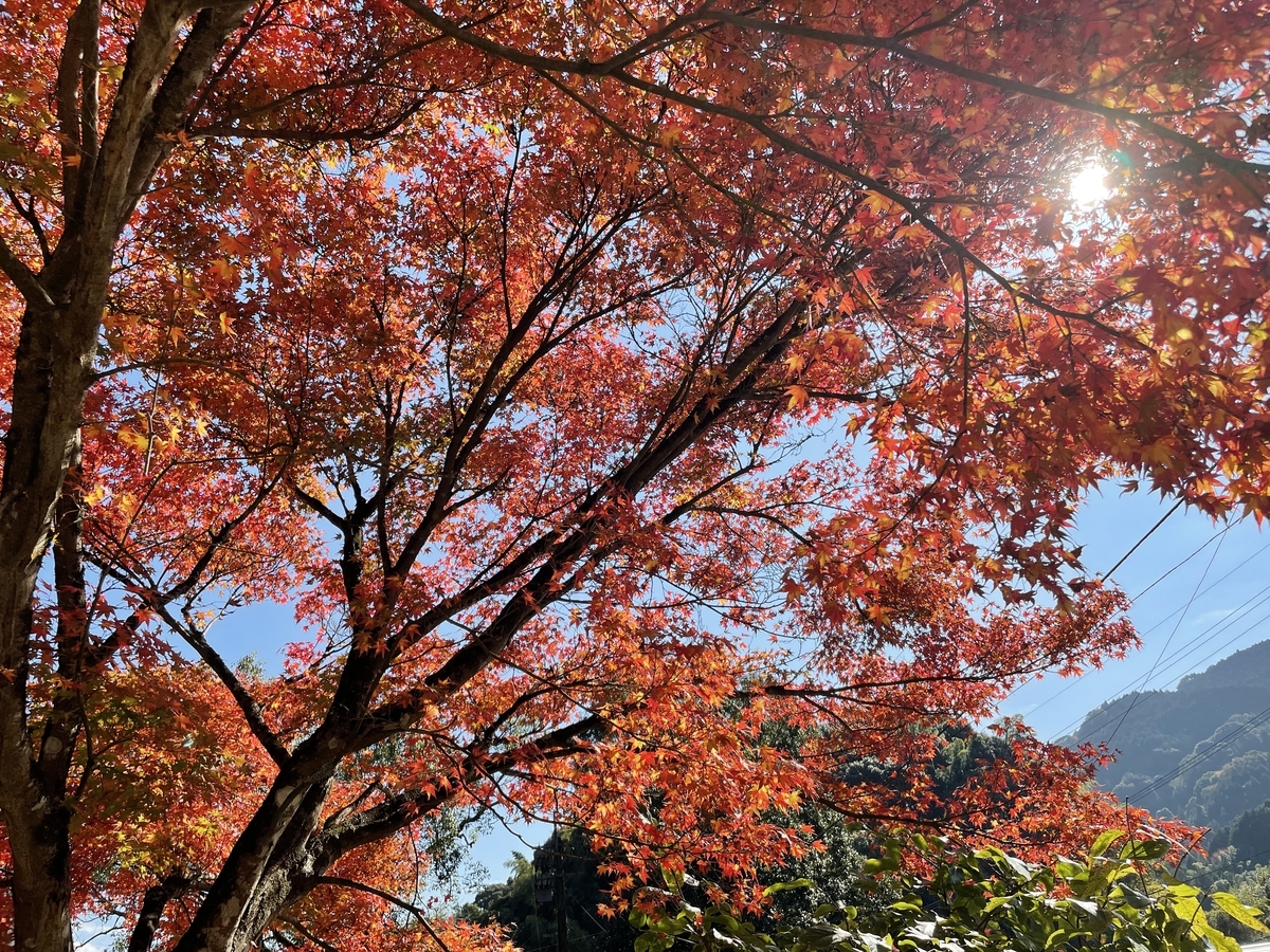 f:id:FURUSATO2019:20210220184432j:plain