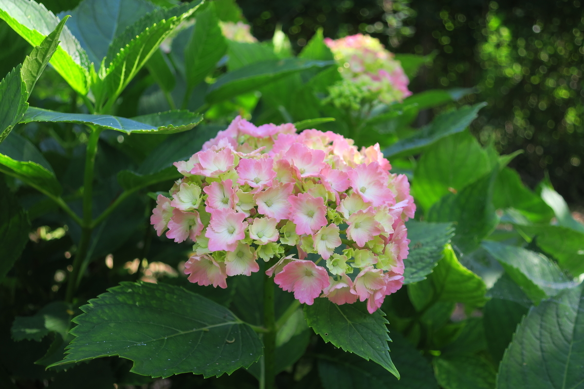 f:id:FURUSATO2019:20210603163657j:plain