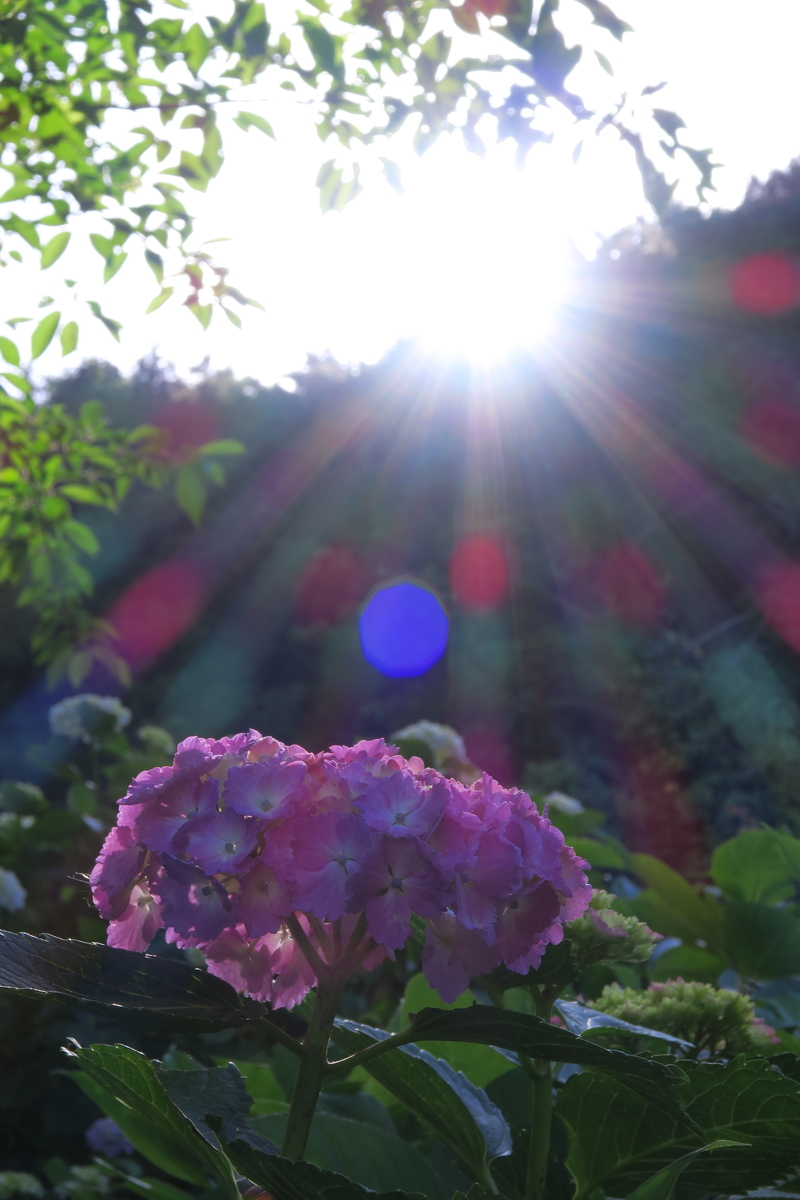 f:id:FURUSATO2019:20210603163702j:plain