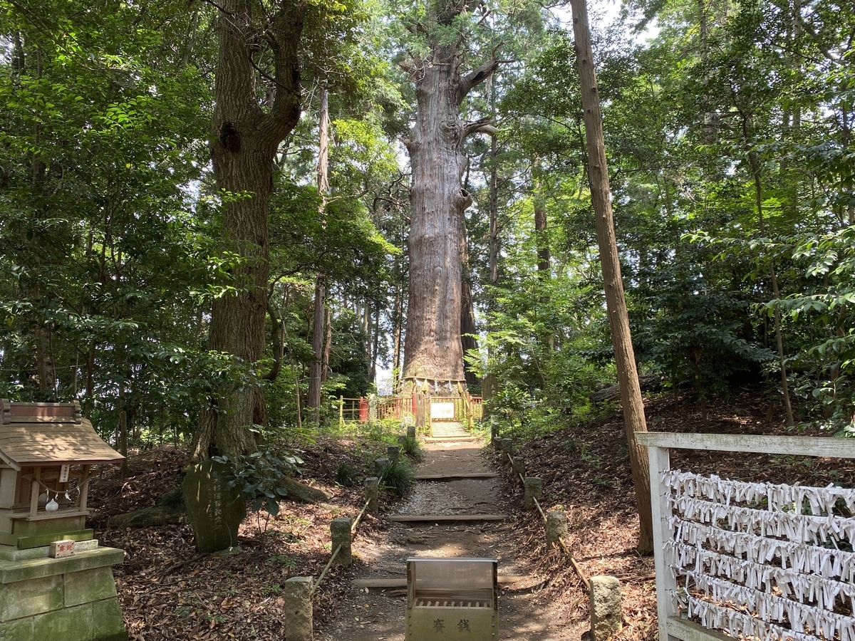 麻賀多神社 / 御神木
