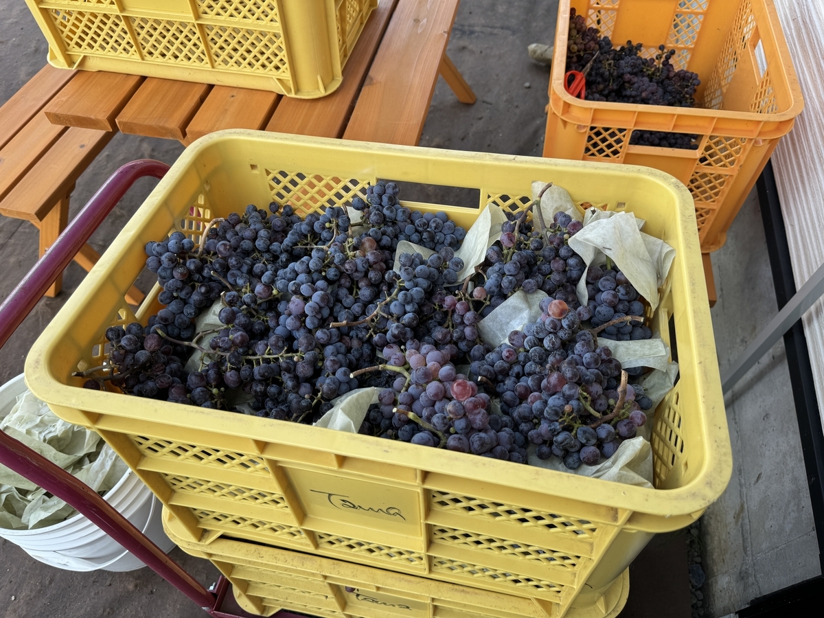 ヴィンヤード多摩