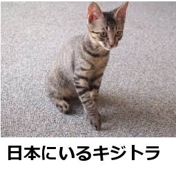 f:id:FairyForest:20190502160747j:plain f:id:FairyForest:20190502160747j:plain