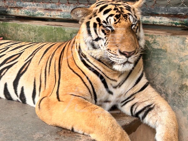 タイのプーケットにある虎と写真が撮れるタイガーキングダムへ