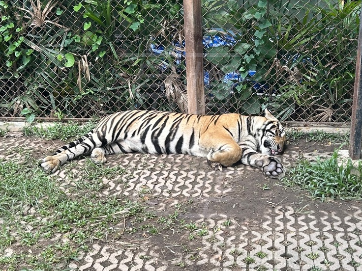 タイのプーケットにある虎と写真が撮れるタイガーキングダムへ