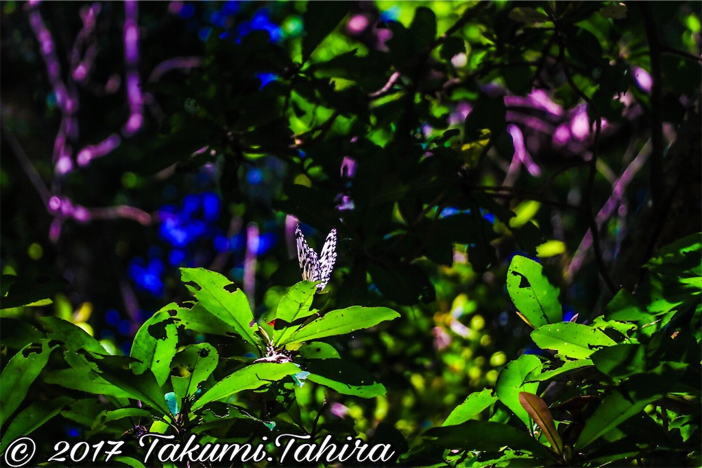 f:id:FantasyWorld:20170730150146j:image f:id:FantasyWorld:20170730150146j:image