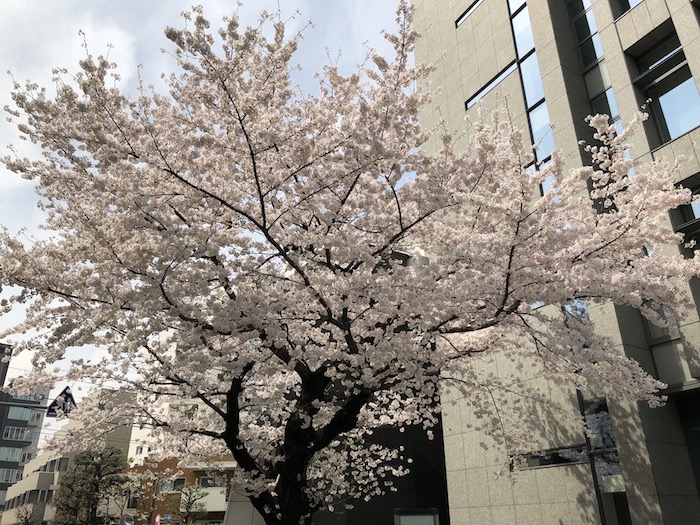 f:id:Fat-Taka:20180519110424j:plain