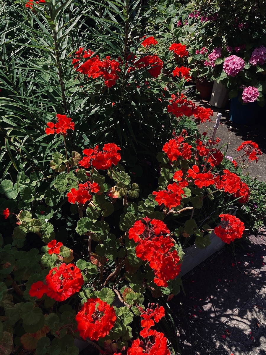 f:id:Featheredge:20210627140145j:plain