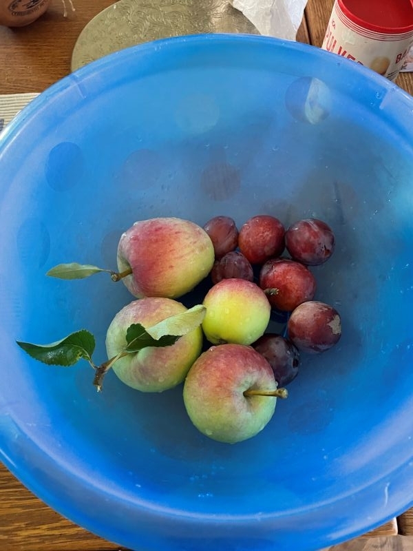 fruits