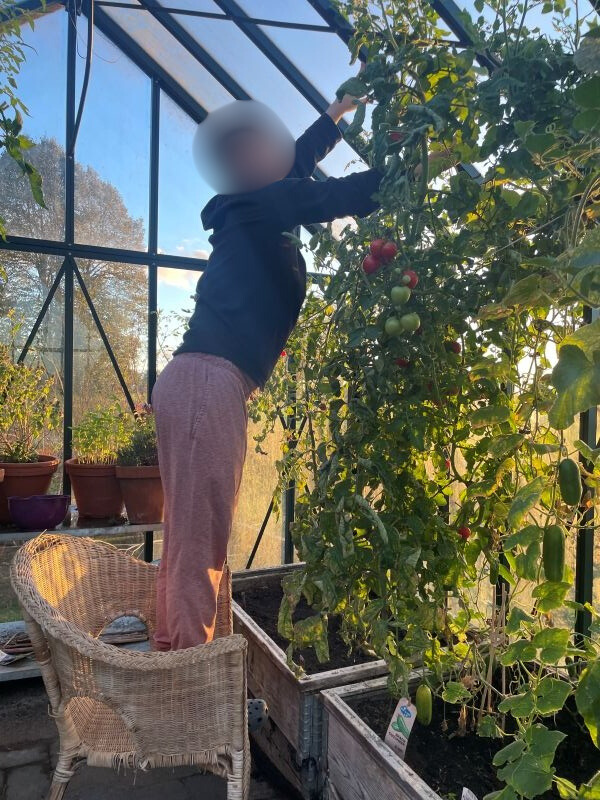 tomato picking