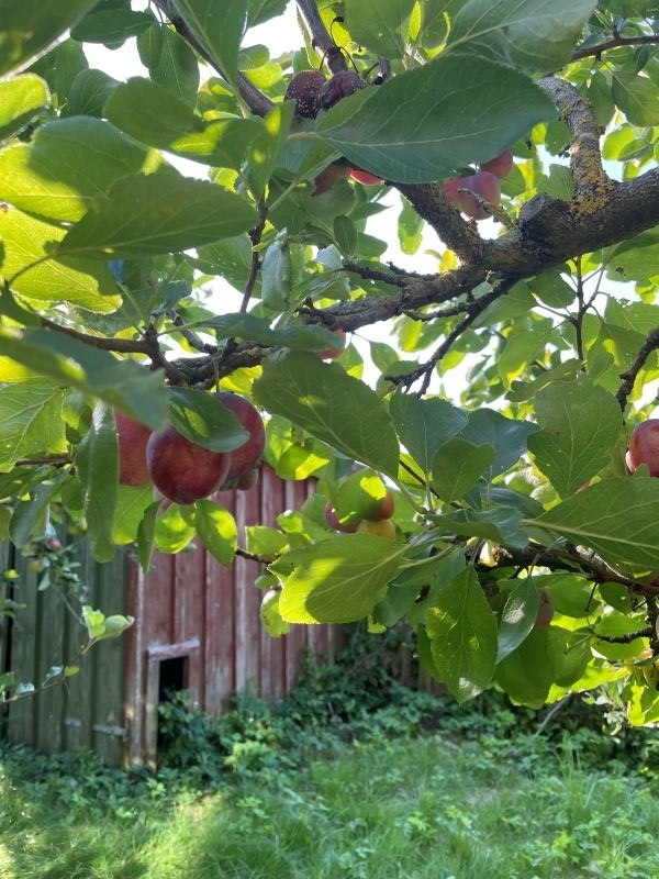 plums
