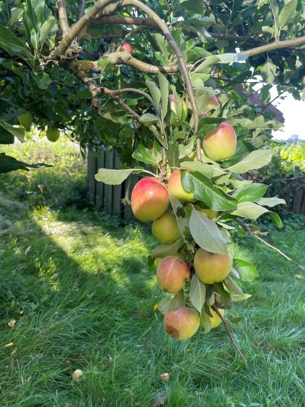 apples