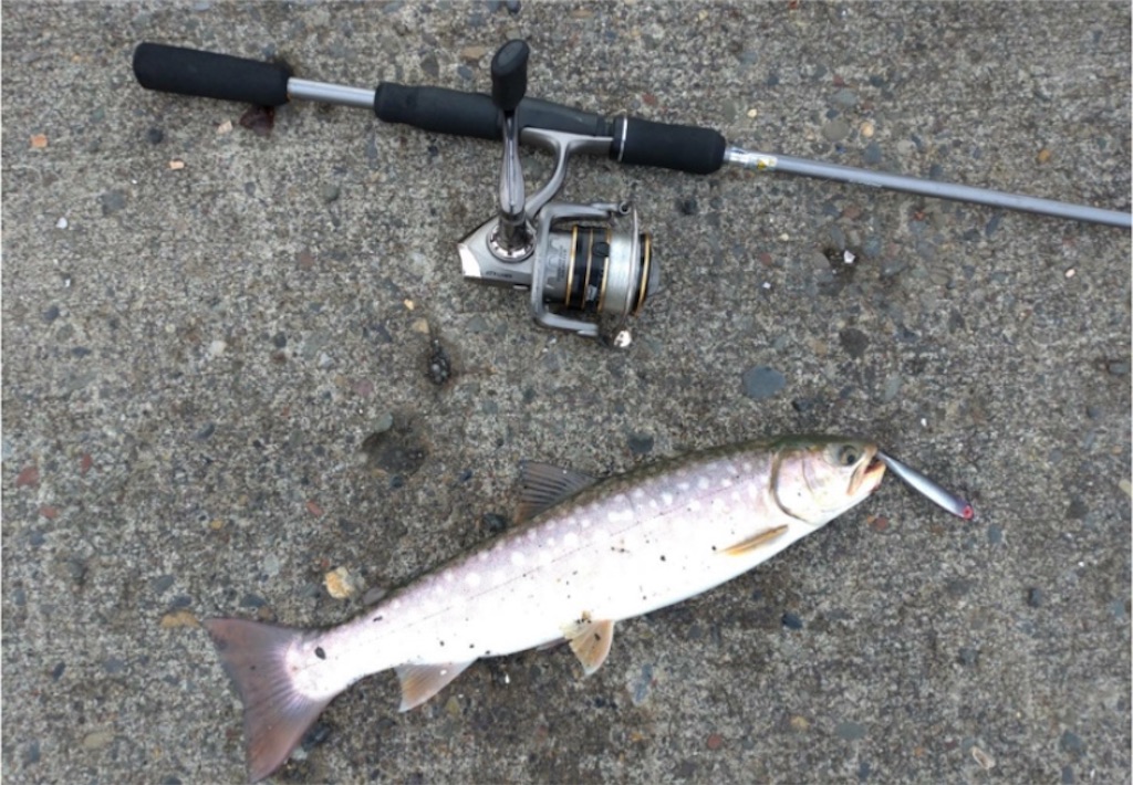 みんなの北海道釣り情報 釧路市付近 白い斑点が特徴的な魚が釣れた やはりあの釣り師は態度がヤバい みんなの北海道釣り情報