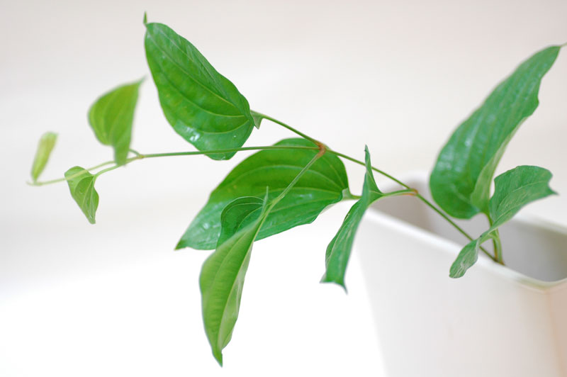 取扱説明書 神木くんはこう管理しよう わたしが神木隆之介くんと友だちになるまで 取扱説明書 神木くんはこう管理しよう わたしが神木隆之介くんと友だちになるまで