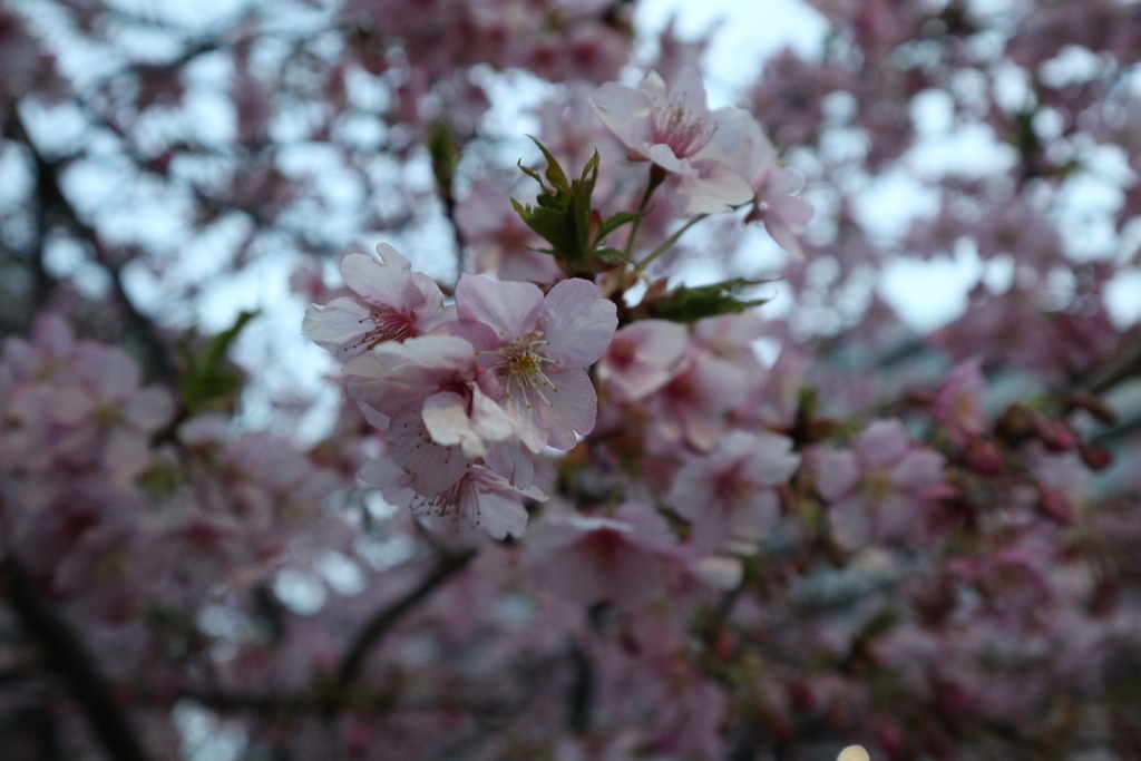 f:id:FlashVolt:20190306204727j:plain f:id:FlashVolt:20190306204727j:plain