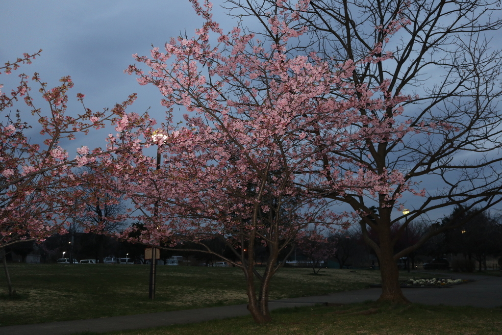 f:id:FlashVolt:20190306205036j:plain f:id:FlashVolt:20190306205036j:plain