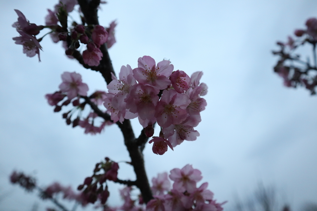 f:id:FlashVolt:20190306205210j:plain f:id:FlashVolt:20190306205210j:plain