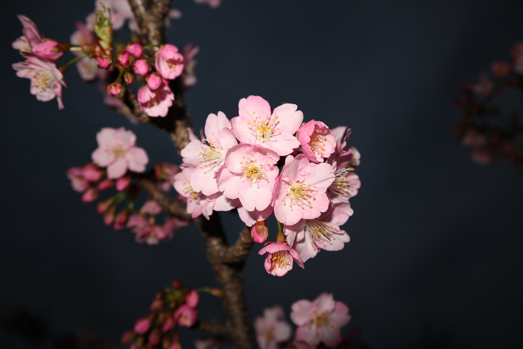 f:id:FlashVolt:20190306205242j:plain f:id:FlashVolt:20190306205242j:plain