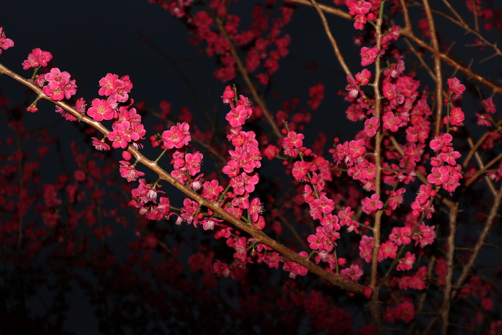 f:id:FlashVolt:20190306205532j:plain f:id:FlashVolt:20190306205532j:plain