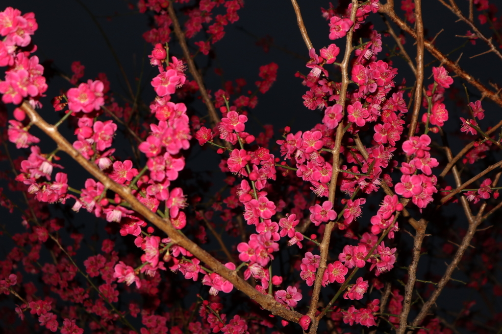 f:id:FlashVolt:20190306205642j:plain f:id:FlashVolt:20190306205642j:plain