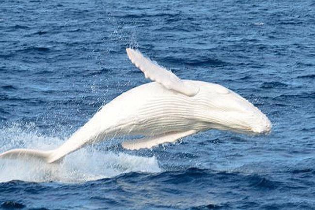オーストラリアで人気の真っ白なクジラ「ミガルー」 - New's World