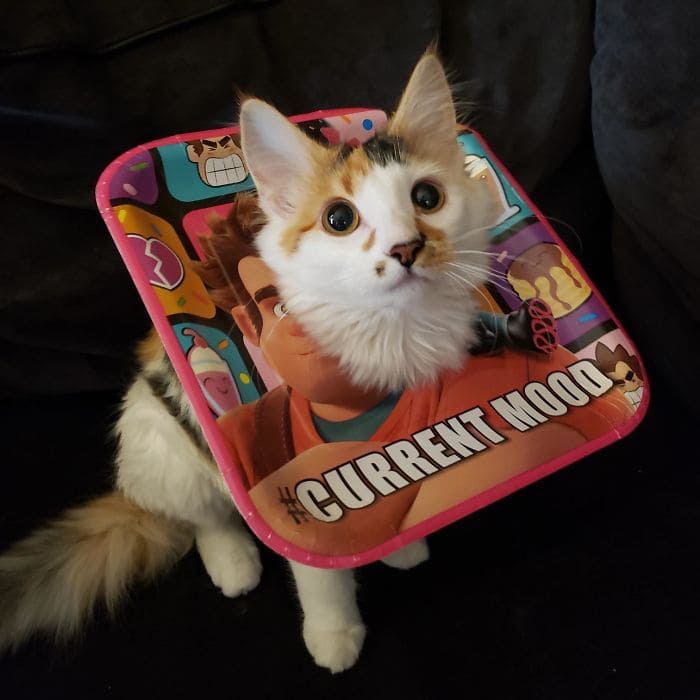 f:id:Florist87:20201014095500j:plain f:id:Florist87:20201014095500j:plain