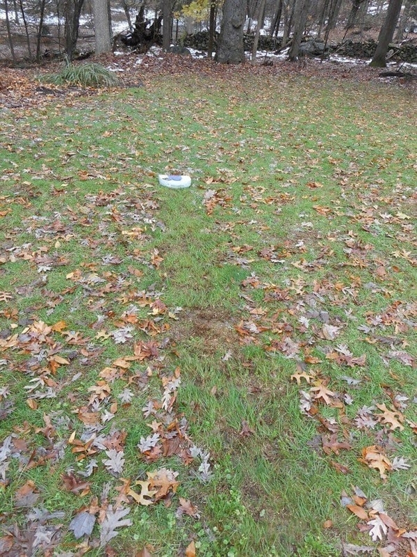 f:id:Florist87:20201121212649j:plain