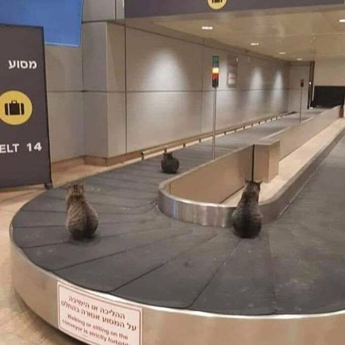 f:id:Florist87:20210527131619j:plain