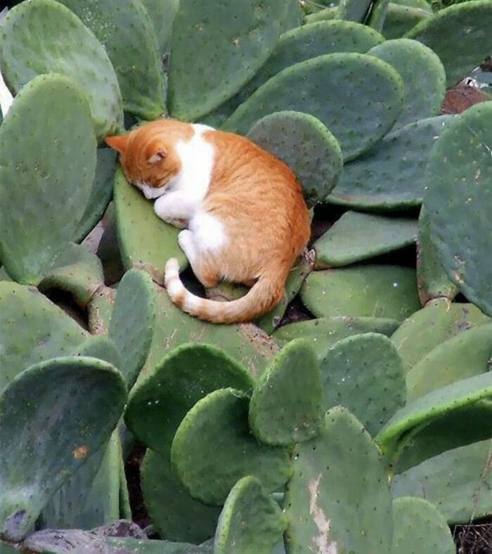 f:id:Florist87:20210527133056j:plain