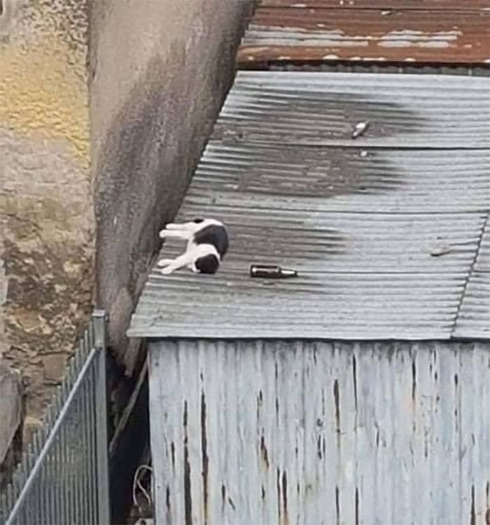 f:id:Florist87:20210527133125j:plain