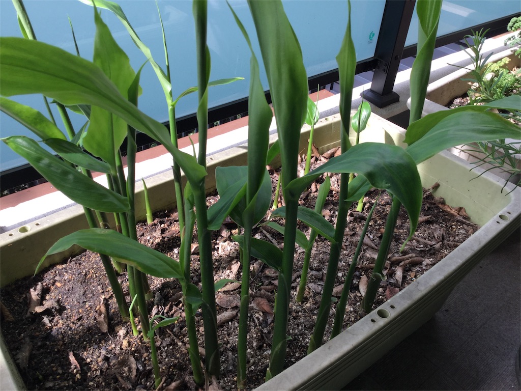 f:id:Fnishi:20170427190254j:image