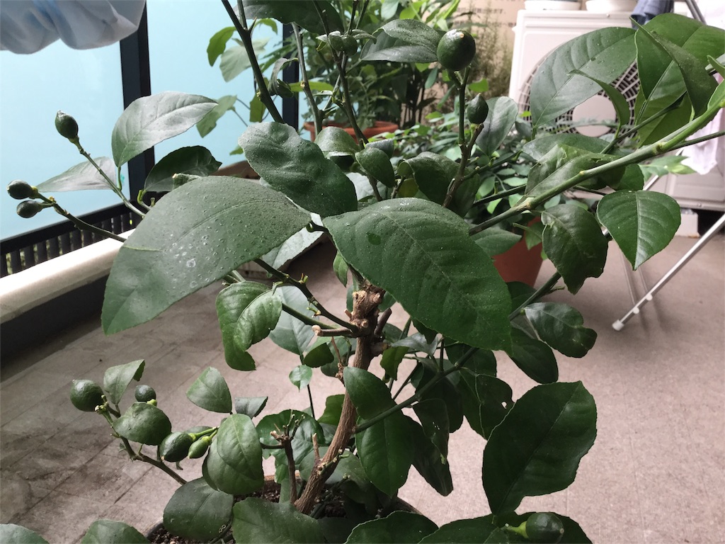 f:id:Fnishi:20170620102213j:image f:id:Fnishi:20170620102213j:image