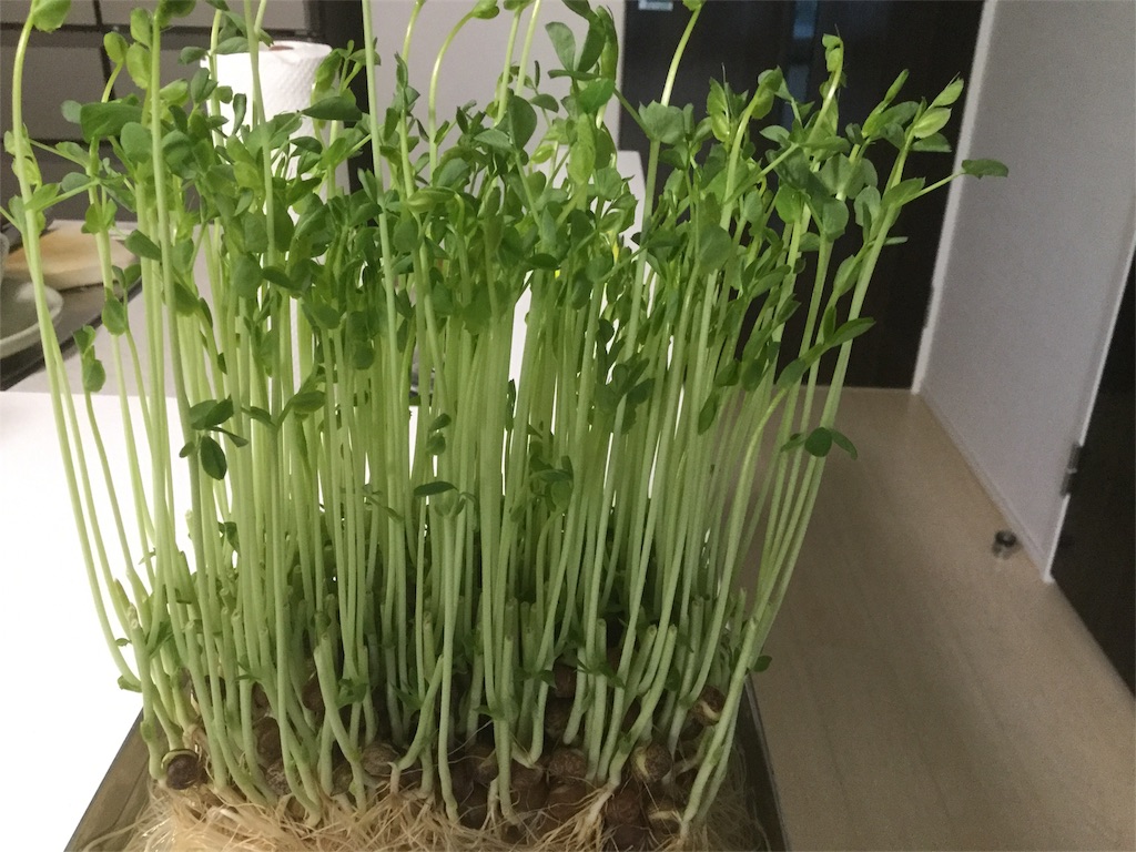 f:id:Fnishi:20171205115544j:image