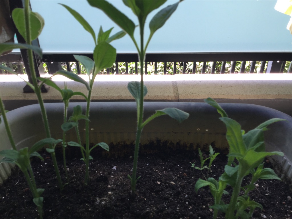 f:id:Fnishi:20180630101027j:image