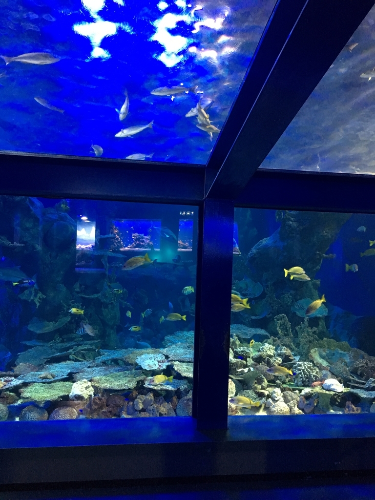f:id:FomFom:20190105075540j:plain f:id:FomFom:20190105075540j:plain