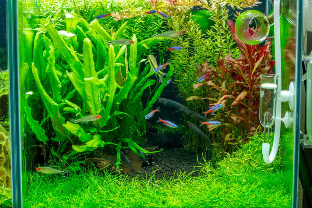 ロタラ ロトンディフォリアが絶好調 お天道様は今日も見ている