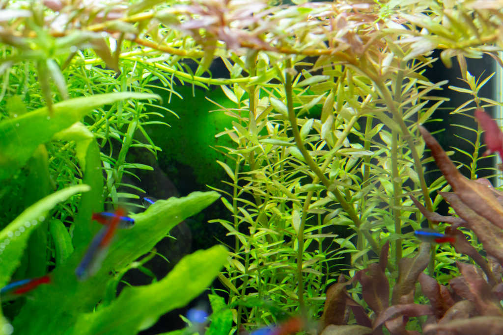 ロタラ ロトンディフォリアが絶好調 お天道様は今日も見ている